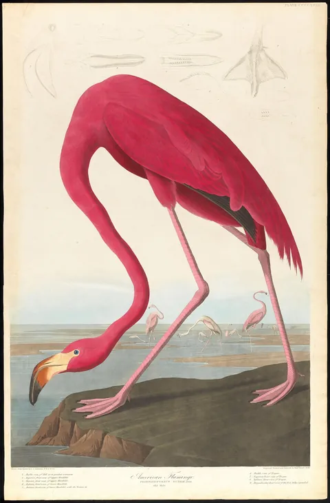American Flamingo by John James Audubon