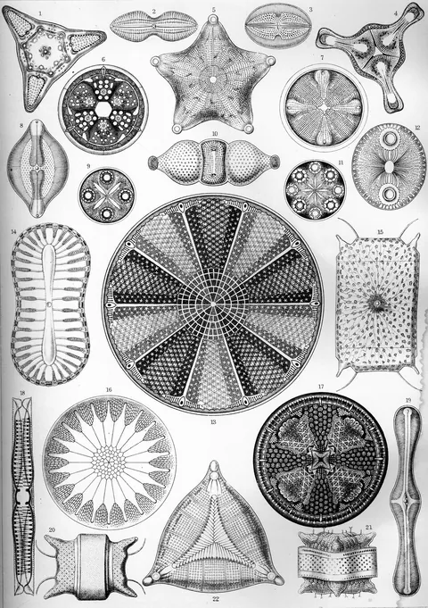 Diatomea by Ernst Haeckel