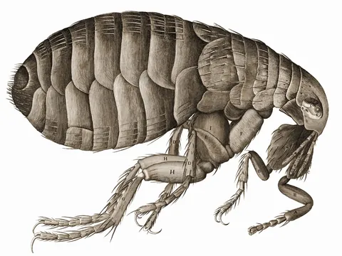 Flea, from Micrographia by Robert Hooke